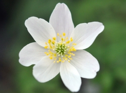 Big white flowers ageing to pink